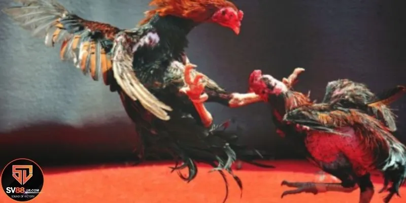 Các chiến kê tạo nên sự hồi hộp cho trò chơi đá gà online