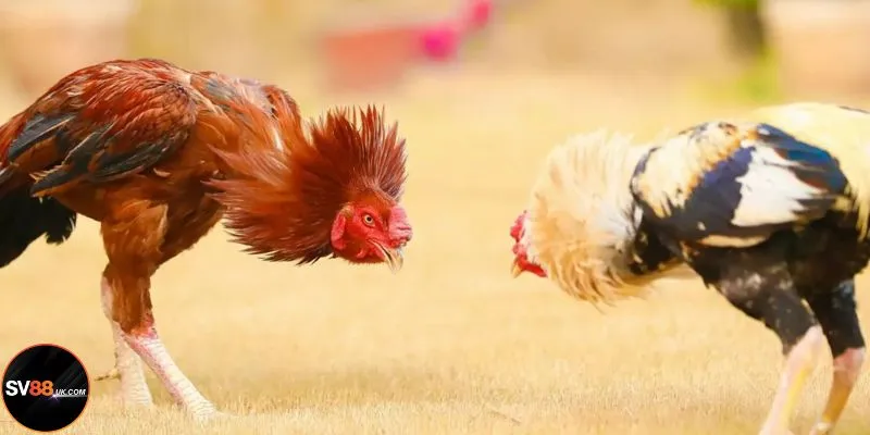 2 trường gà bậc nhất SV88