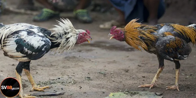 3 bước nhanh gọn để tham gia cược đá gà SV88