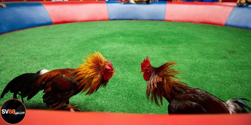 Biết tính toán vốn sẽ giúp anh em sống lâu