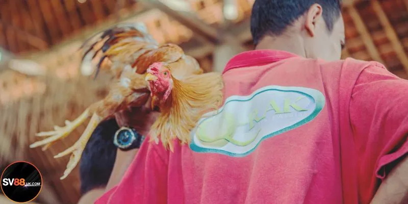 Cách xem đá gà an toàn, chuẩn chỉnh