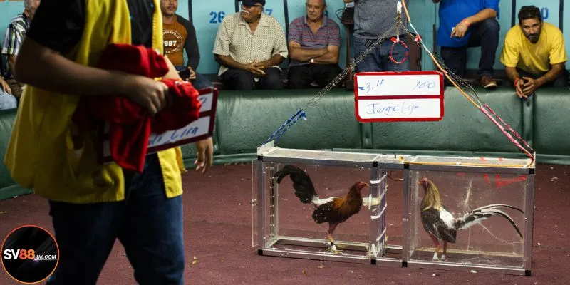 Chiến thuật chơi đá gà cựa sắt tất thắng