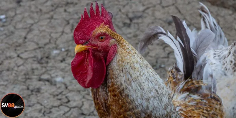 Đá Gà C1 SV88: Đấu Trường Danh Vọng Của Kê Thủ Việt