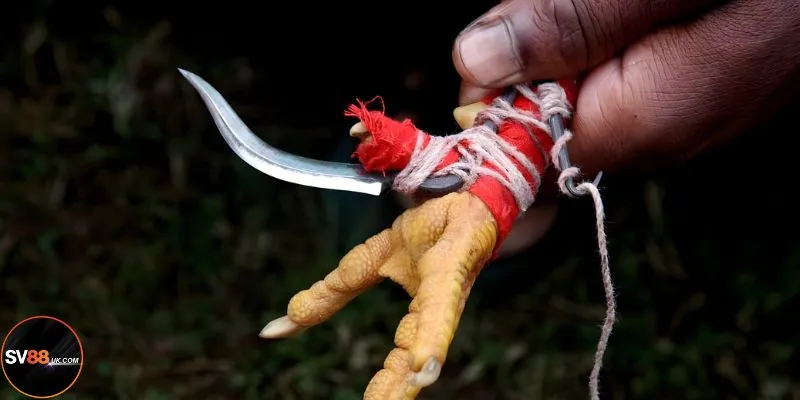 Đá Gà Cựa Dao SV88: Bộ Môn Kịch Tính, Thắng Lớn Từng Phút