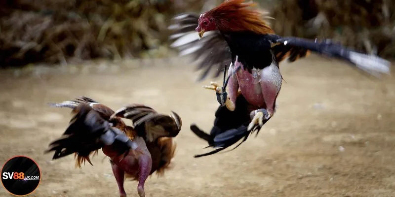 Đá Gà Cựa Sắt SV88: Đấu Trường Tốc Chiến Dành Cho Cao Thủ