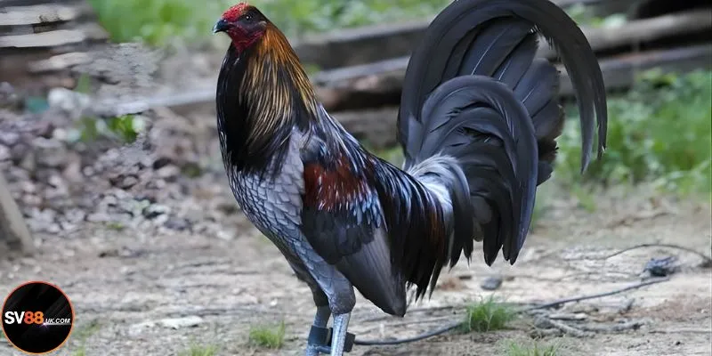 Gà Mỹ được yêu thích bởi sự mạnh mẽ