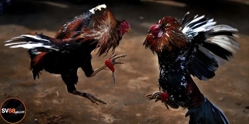 Giới thiệu về sảnh đá gà cựa dao