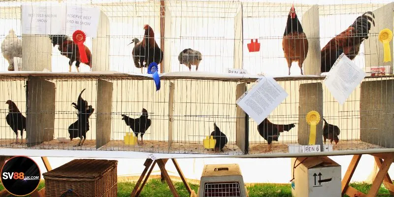 Những chiến binh ấn tượng nhất C1 SV88