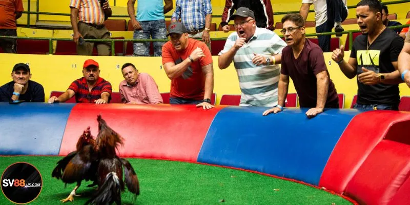 Những thông tin mới nhất về đá gà cựa sắt