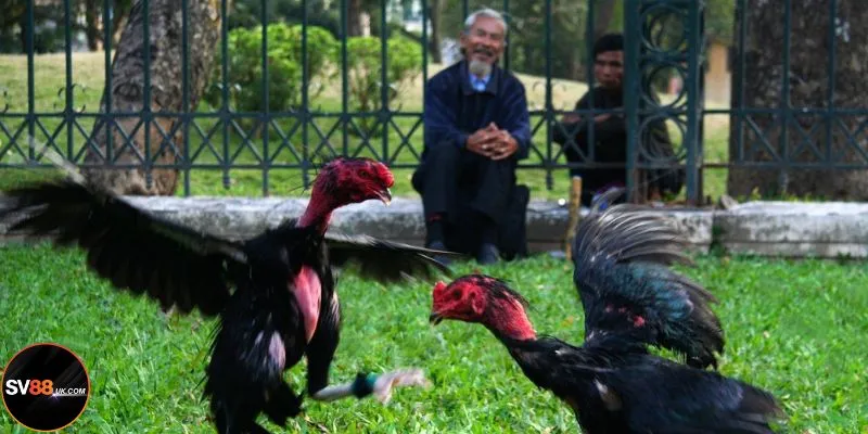 Peru hiện là giống gà được lựa chọn nhiều nhất tại SV88