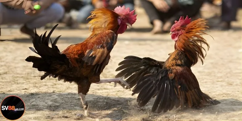 Top 5 Gà Đá Được Các Kê Thủ Chuyên Nghiệp Ưa Chuộng Tại SV88