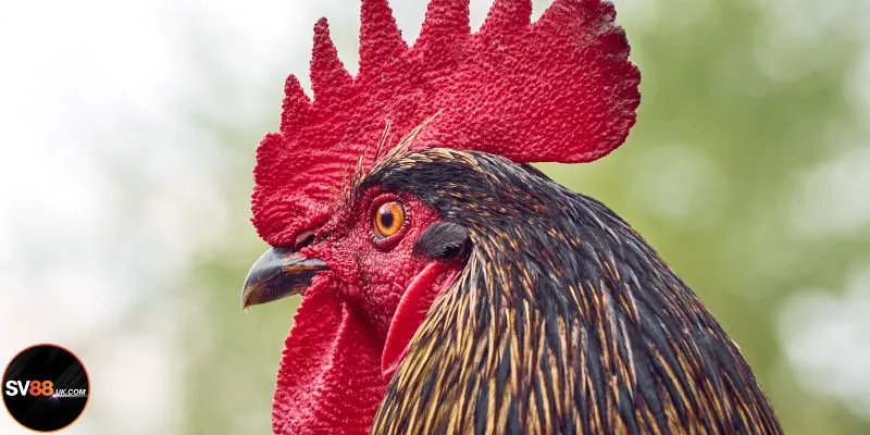 Chọn ngày theo phong thủy với niềm tin chiến thắng