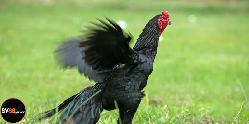 Đá Gà C4 SV88: Sàn Đấu Rực Lửa Của Những Chiến Kê Bán Chuyên