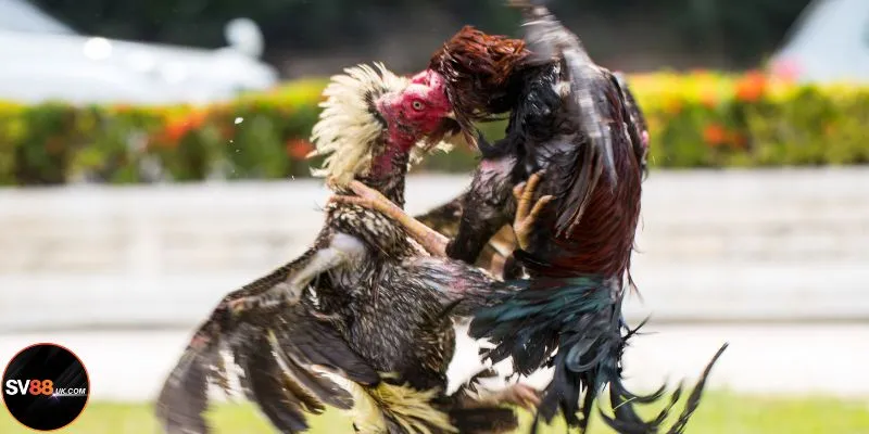 Đá Gà Hầu Kiềng SV88: Nghệ Thuật Ra Đòn Chí Tử Của Chiến Kê