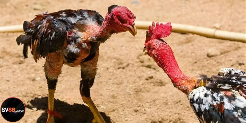 Đá Gà Nòi SV88: Chiến Kê Việt Khẳng Định Đẳng Cấp Đấu Trường