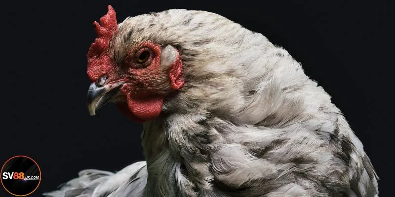 SV88: Tinh Hoa Võ Kê Thái Lan Bước Vào Kỷ Nguyên Trực Tuyến