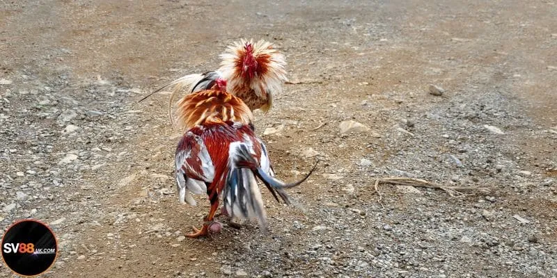 Đá Gà Thomo Trực Tuyến SV88: Tái Hiện Trọn Vẹn Không Gian