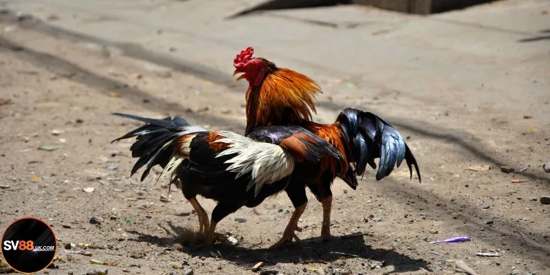 Gà đá hầu kiềng sẽ khiến đối phục gục ngay lập tức