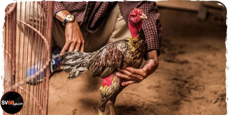 Hàng loạt đặc điểm ấn tượng khi chơi đá gà tại SV88