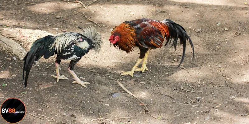 Lý do hàng trăm người tham gia đá gà C4 tại SV88