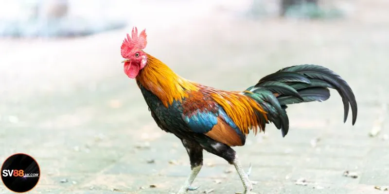 Mệnh Mộc nên chọn kê có màu nâu đất, xanh lục