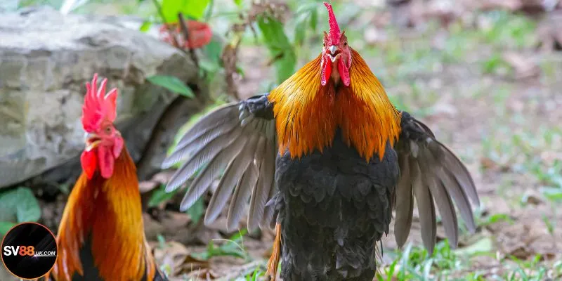 Một số điểm đặc biệt chỉ có ở gà Thái