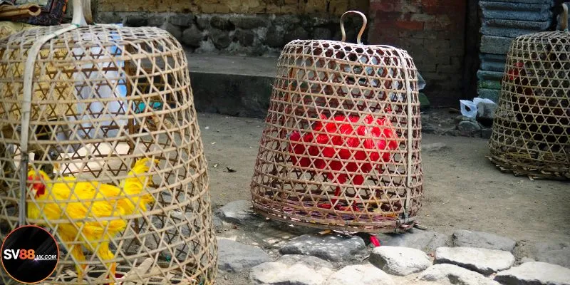 Một số thông tin về đá gà C4