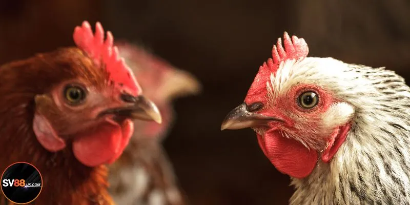 Những kiểu đá gà Thái ăn khách tại SV88