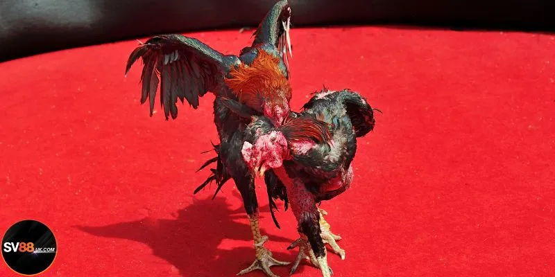 Những yêu cầu có trong đá gà giải C4