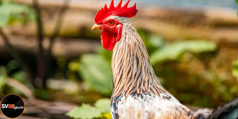 Thông tin về đá gà Thái