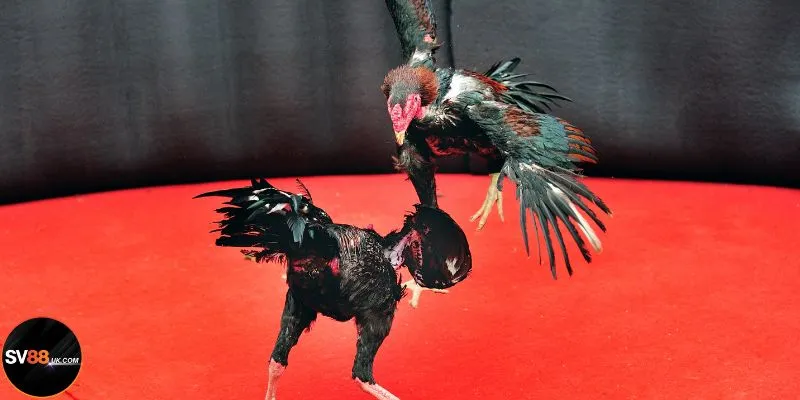 Tìm hiểu về lối đá gà hầu kiềng