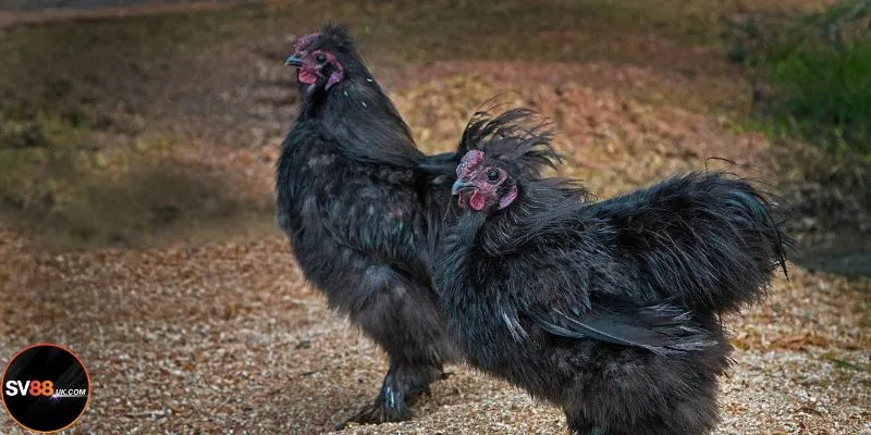 Tổng quan về cách chọn gà hợp mệnh