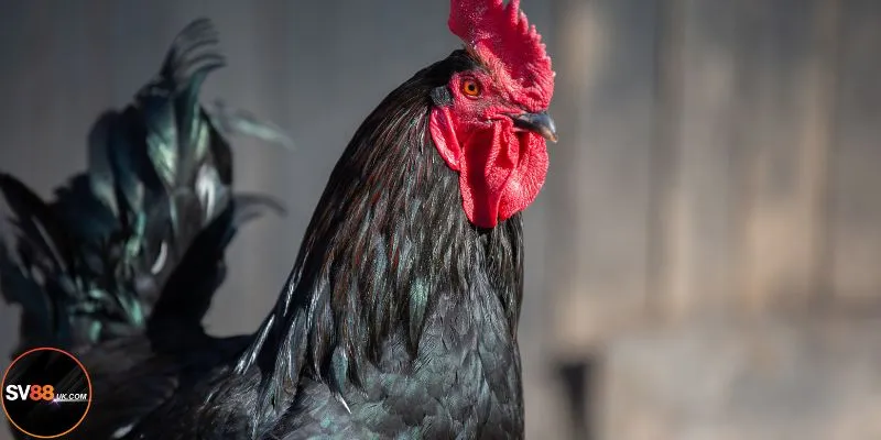 Tổng quan về đá gà Thomo SV88