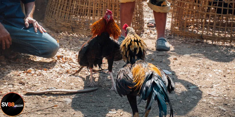 Top 3 lối đá mạnh mẽ của gà nòi